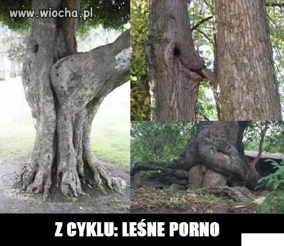 Z cyklu 