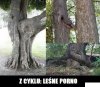 Z cyklu 