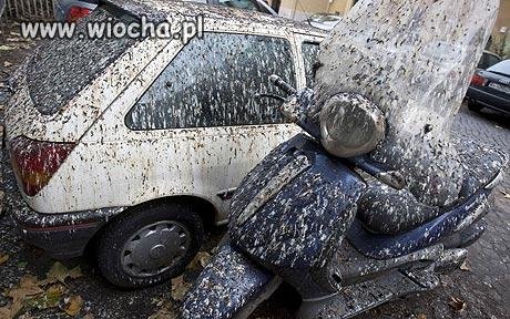Ach te gołębie 