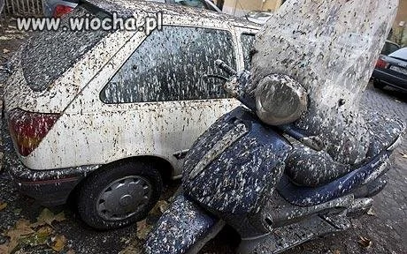 Ach te gołębie 