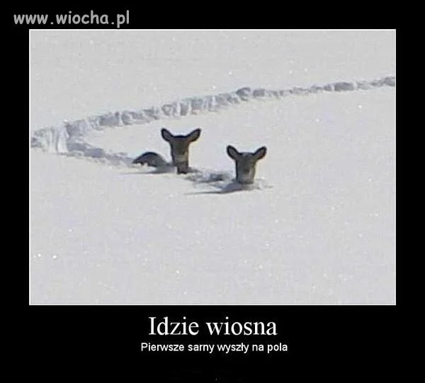 Idzie wiosna