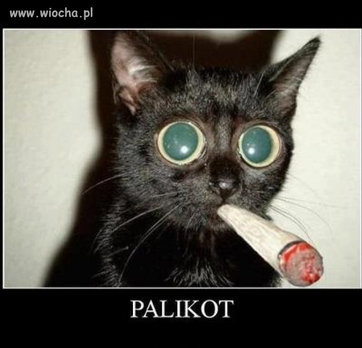 PALIKOT 