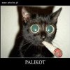 PALIKOT 