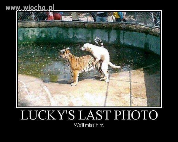 Ostatnia fotka Lucky'ego