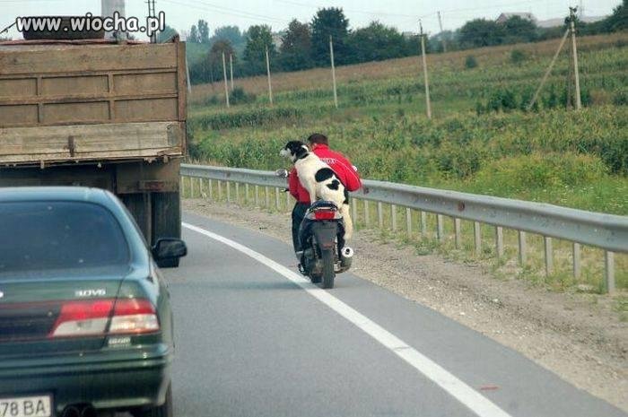 Easy rider