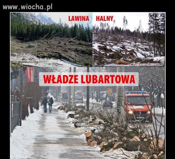 Władze lubartowa