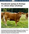 Arabska wiosna zawitała do Polski