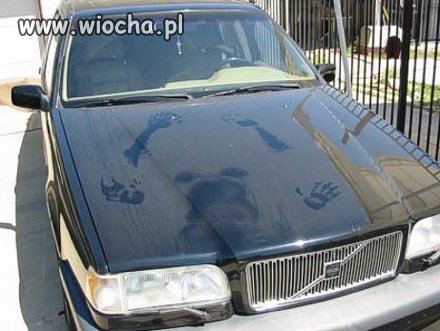 Auto tatusia