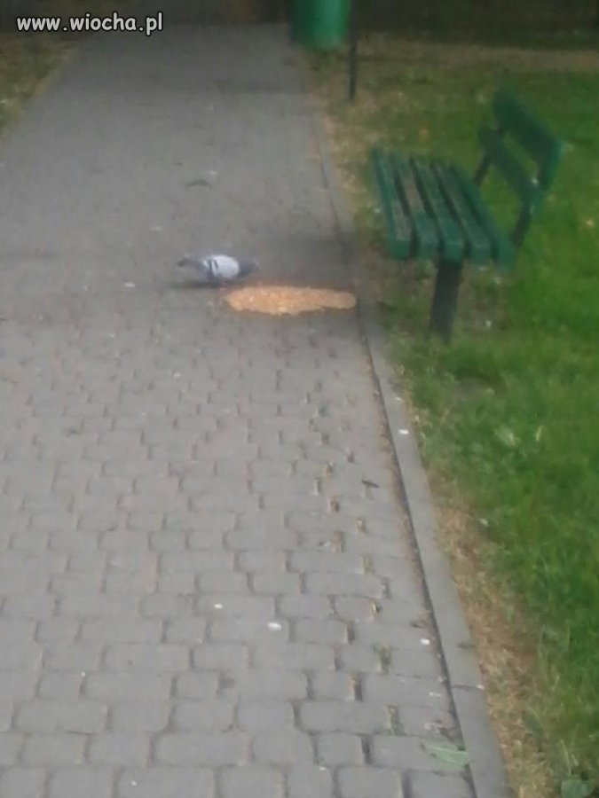 Dokarmianie zwierząt