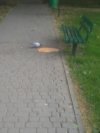 Dokarmianie zwierząt