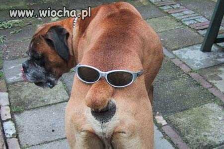 Xd pies