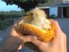 Tak wygląda twój chickenburger 