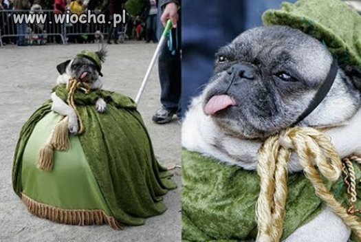 Nie wiem czy pies zdycha...