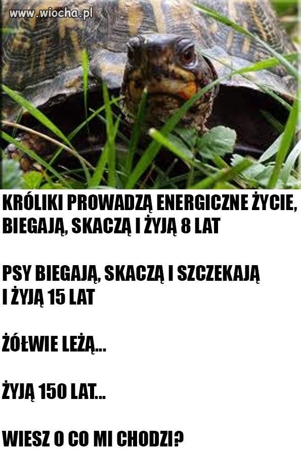 Od dzisiaj będę żółwiem