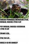 Od dzisiaj będę żółwiem