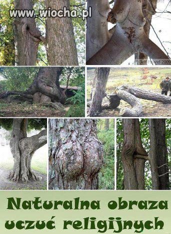 Naturalna obraza katolickich