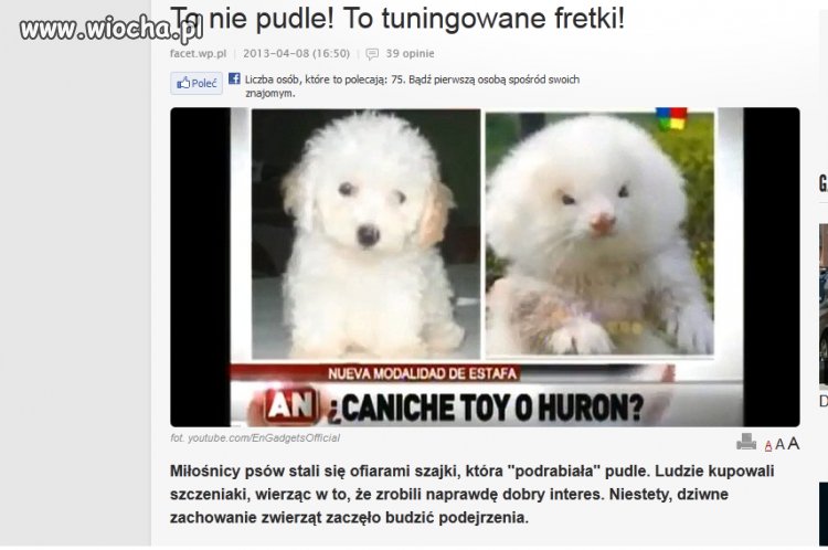 Tuningowane fretki 