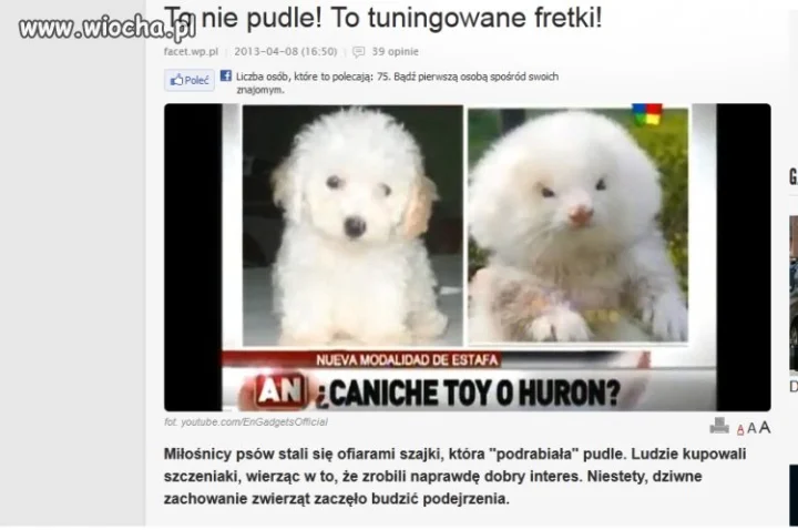 Tuningowane fretki 