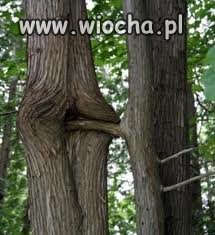 Przyroda