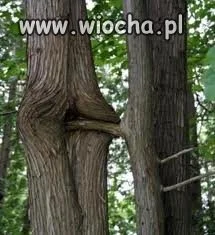 Przyroda