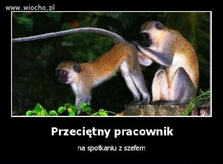 Analny Łowca