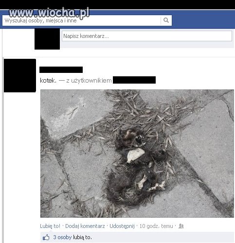 Kotek