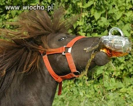 Drink beer