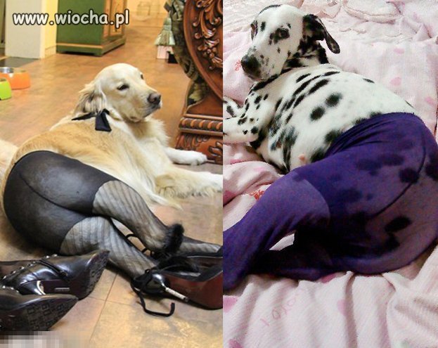 Chińska moda na psy w rajstopach...