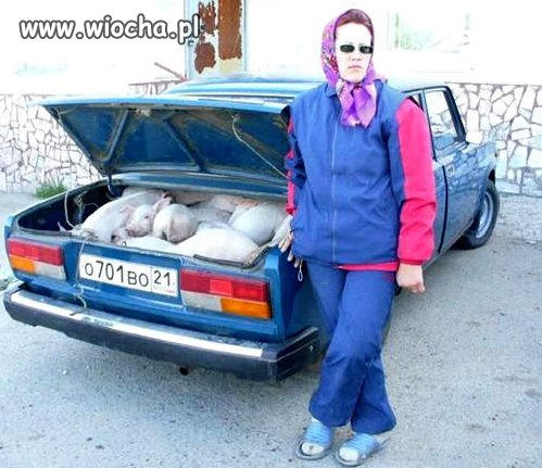 Lans na świnie