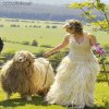 Sheep...
