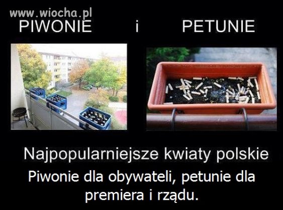 Kwiaty polskie