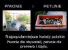 Kwiaty polskie