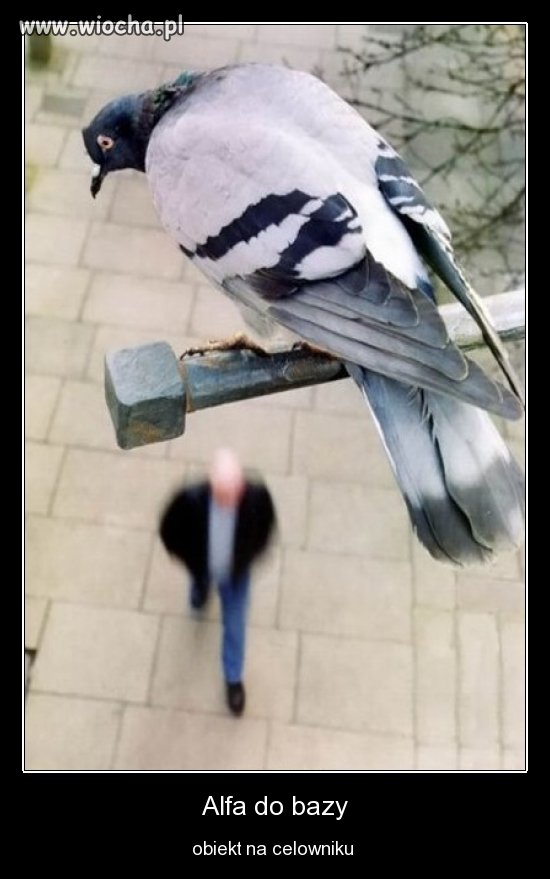  IRONMIKE na celowniku 