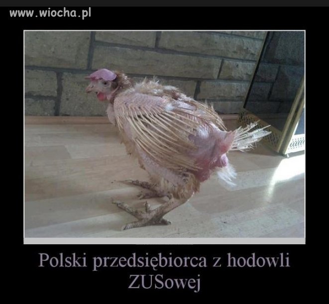 ZUS oskubie ze wszystkiego