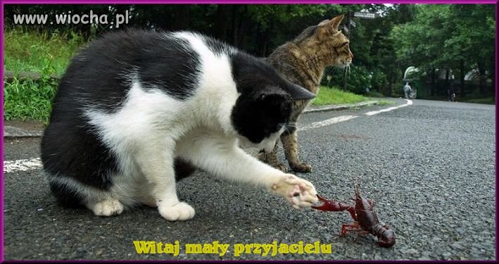 Witaj