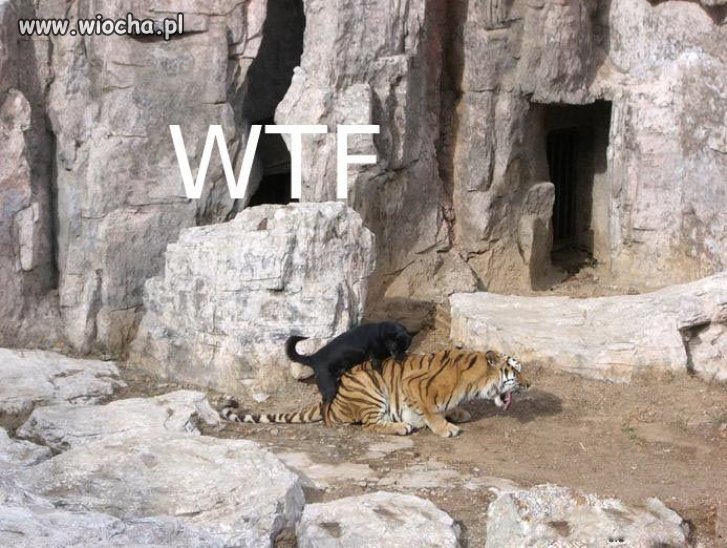 To się nazywa mieć jaja!