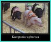 Już wkrótce kampania wyborcza do Parlamentu UE
