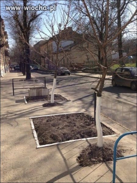 Uciekające drzewka