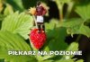 Piłkarz