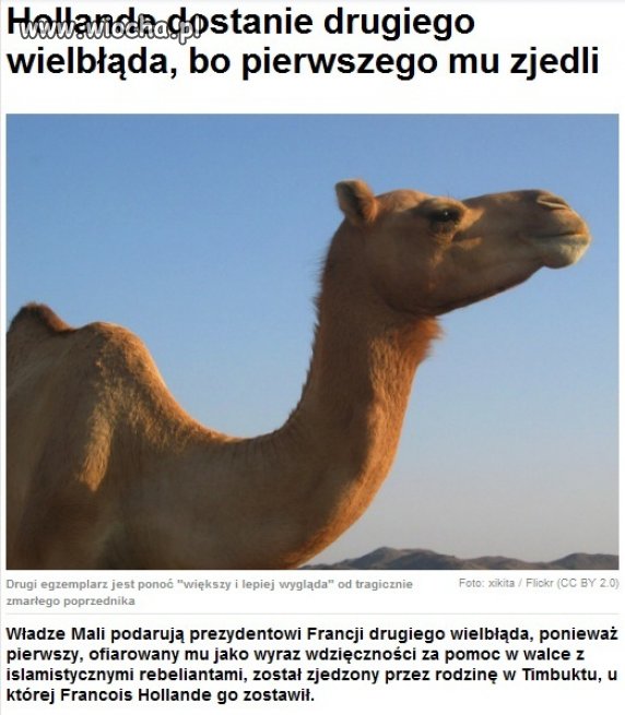 Wielbłąd