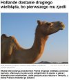 Wielbłąd