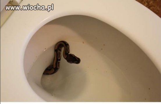 "BoaKrztusiciel" atakuje znienacka ... 