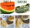 McDonald`s - tam znajdziesz zawsze świeże dania 