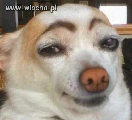 Pies po wizycie u wizażystki