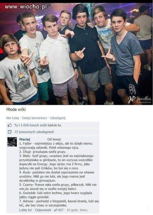 Młode Wilki ha ha ha 