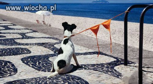 Gdzie jest właścicielka