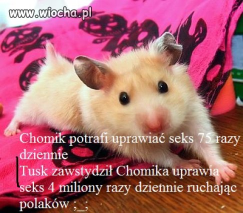 Chomik potrafi a Donald
