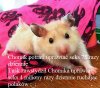 Chomik potrafi a Donald
