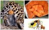 Gepard Chester ...