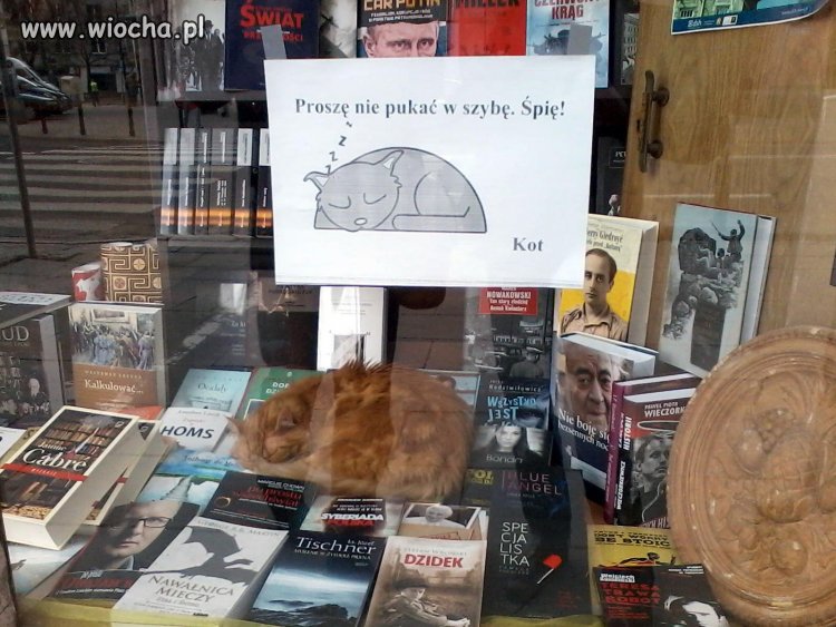 Nie pukać w szybę!